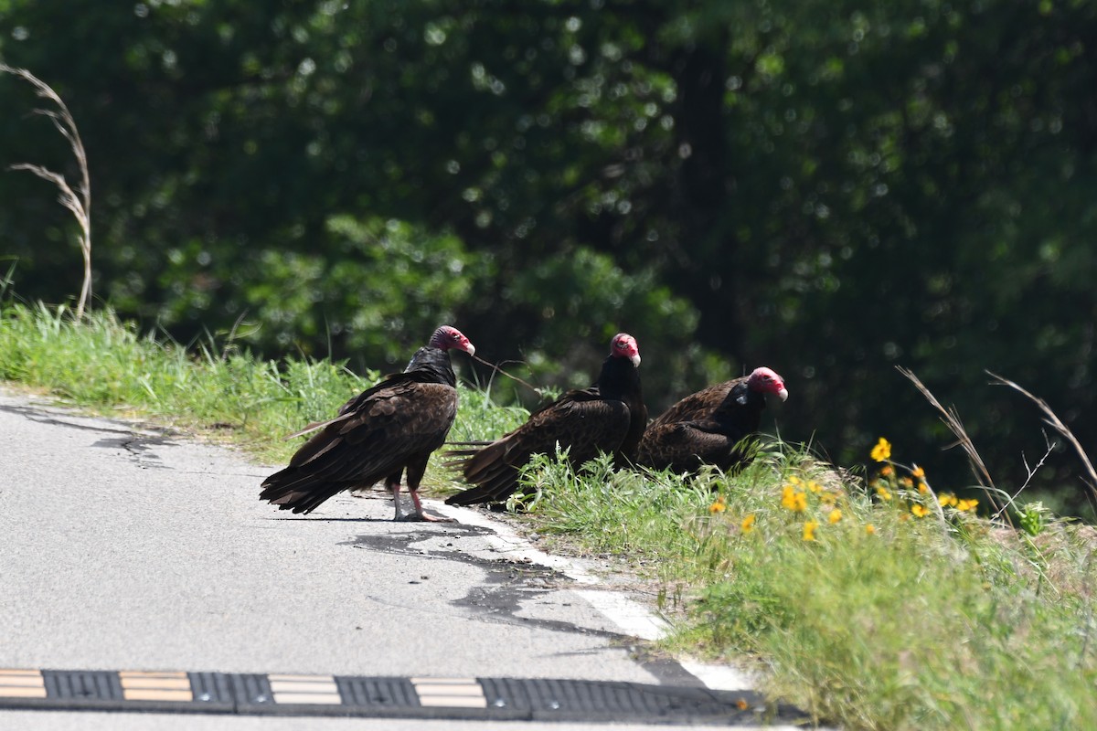 Turkey Vulture - Carmen Ricer