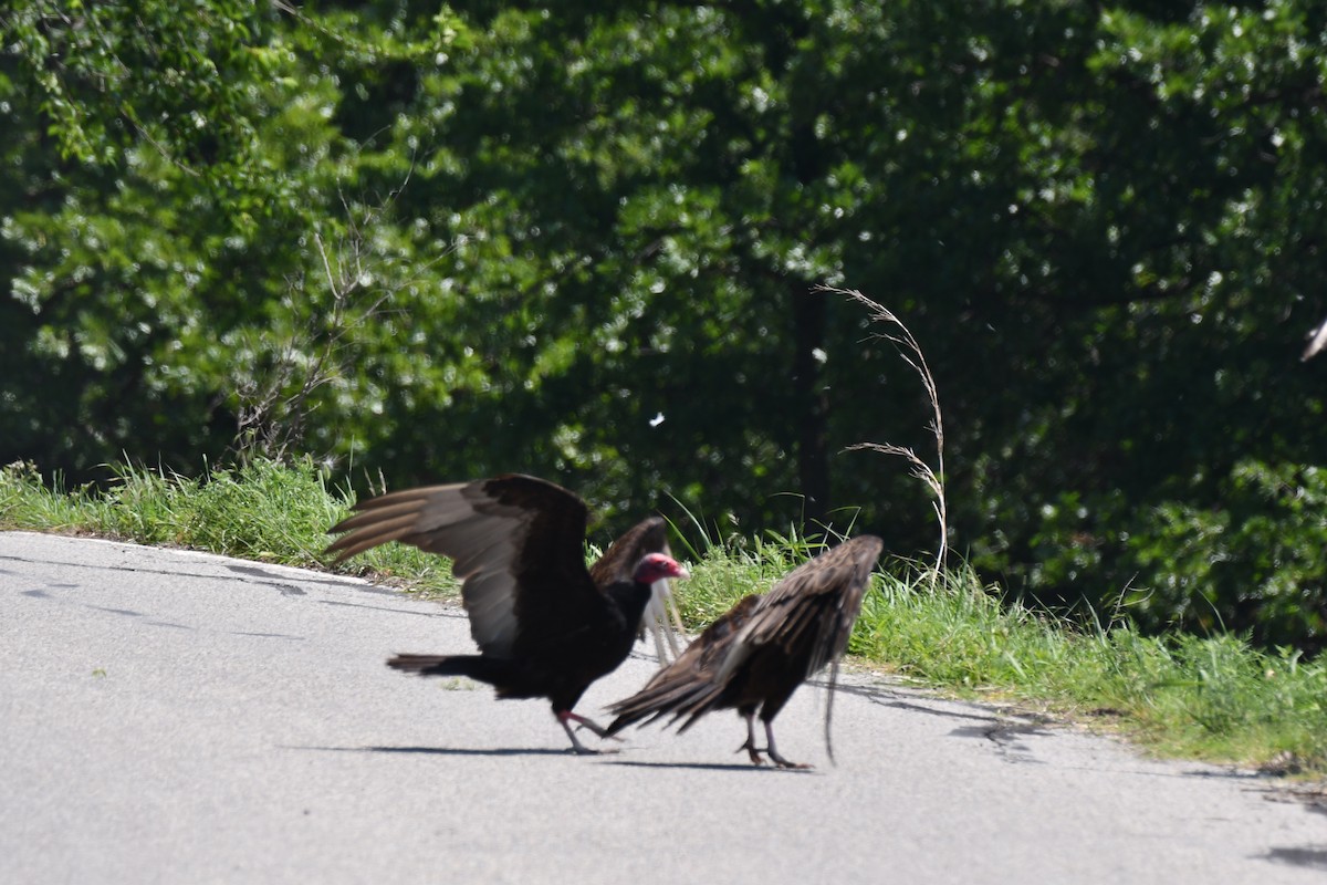 Turkey Vulture - ML619497667