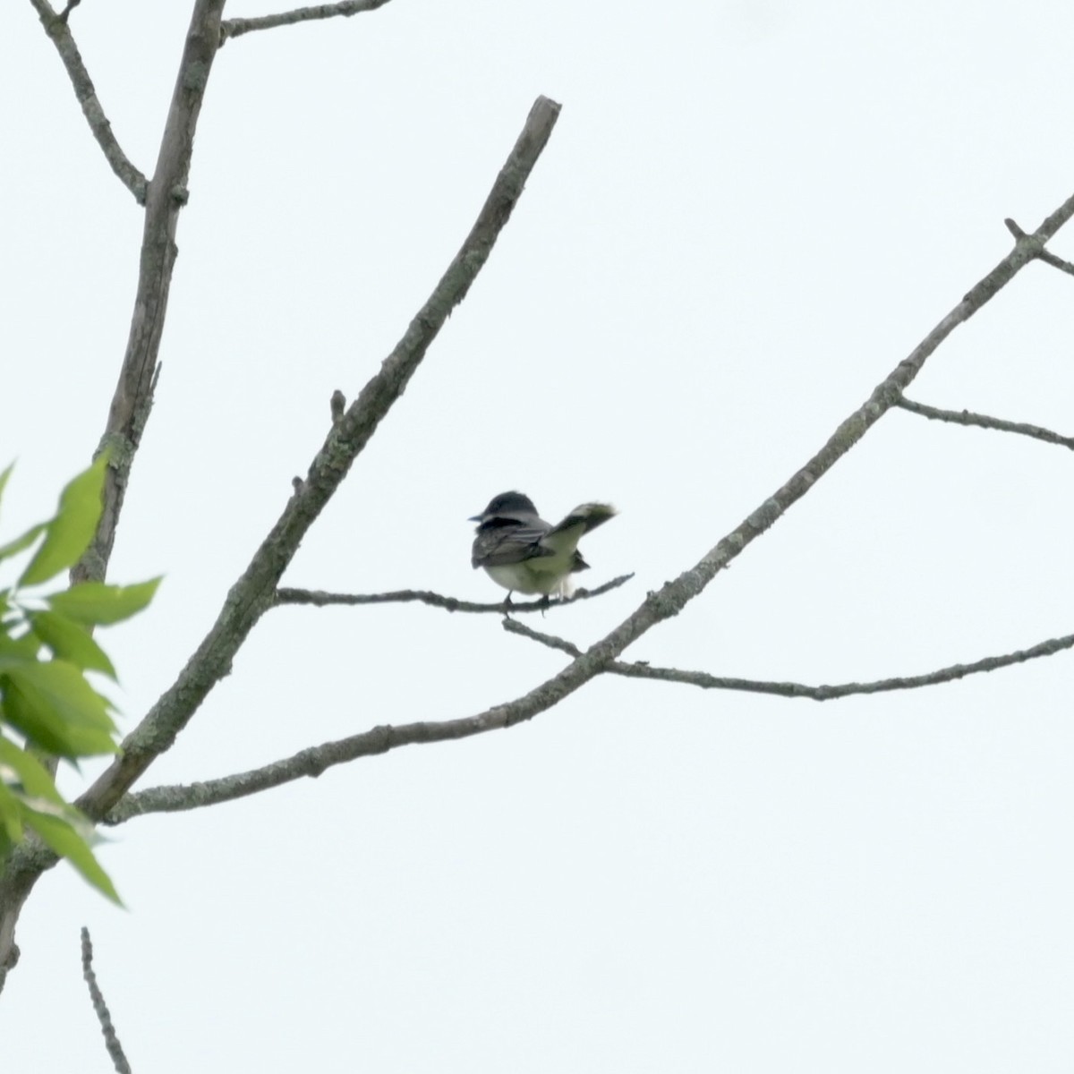 Eastern Kingbird - Justin Riley