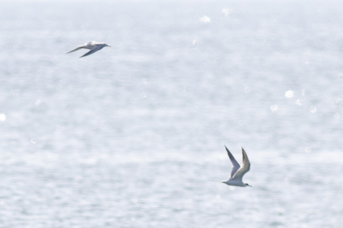 Forster's Tern - David Brown