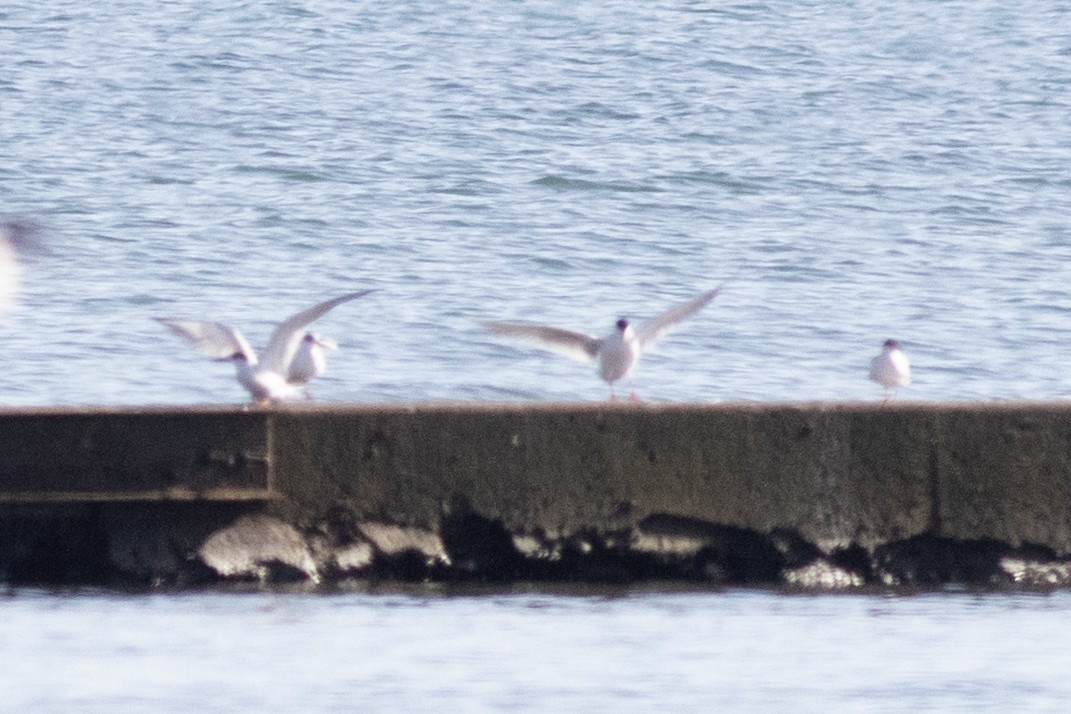 Forster's Tern - David Brown