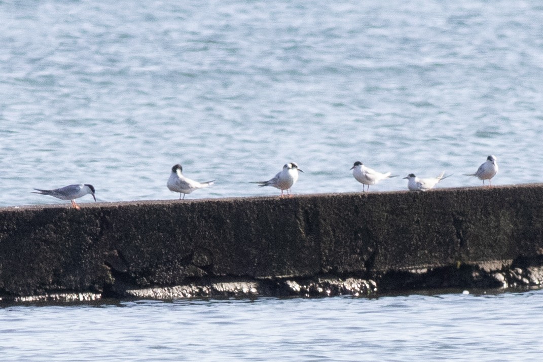 Forster's Tern - David Brown