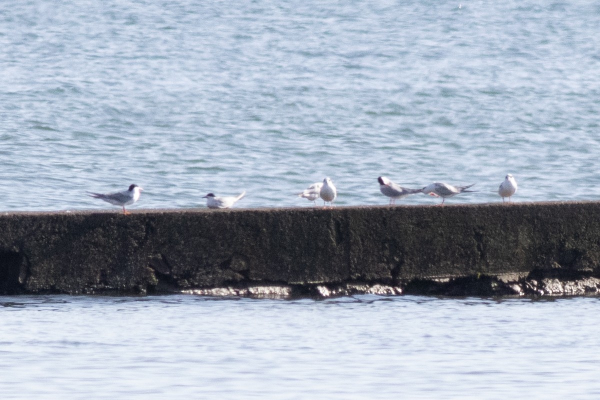 Forster's Tern - David Brown