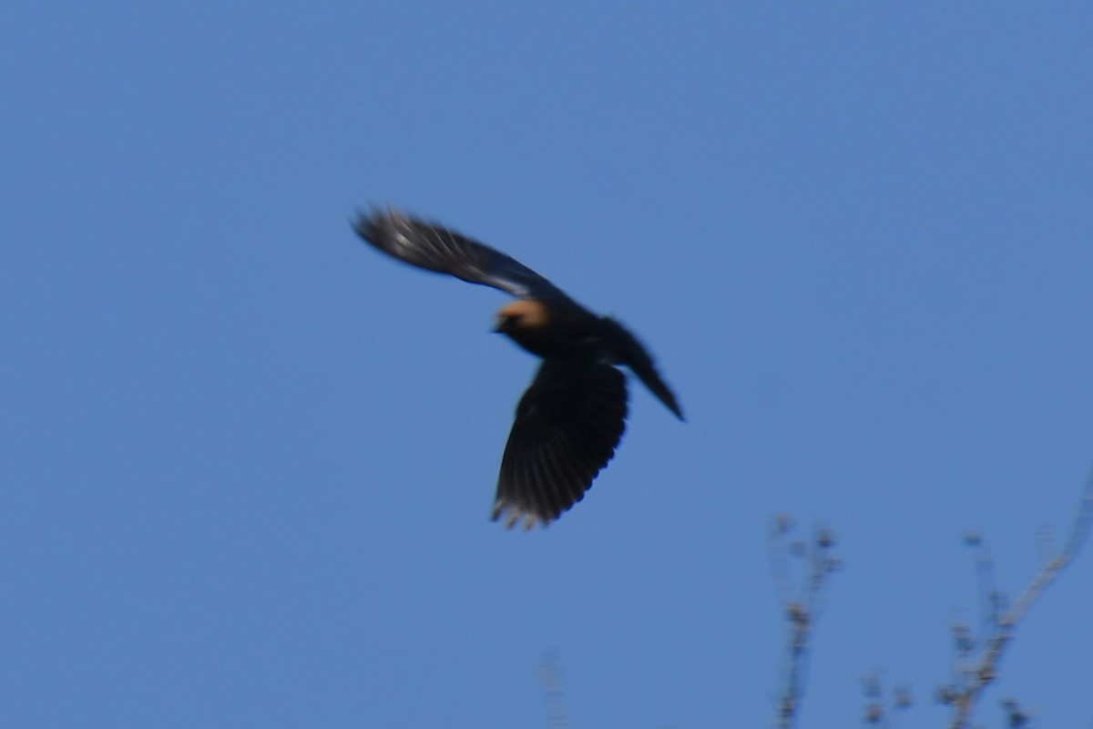 Brown-headed Cowbird - Carmen Ricer