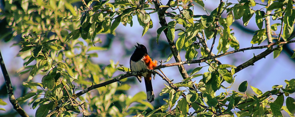 Spotted Towhee - Greg kerluke