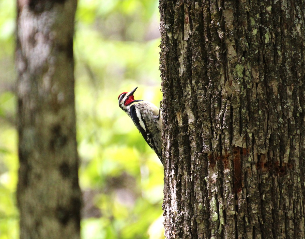 Yellow-bellied Sapsucker - Bob Tulloch