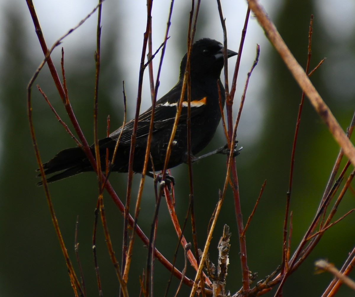 Red-winged Blackbird - Kim  Selbee