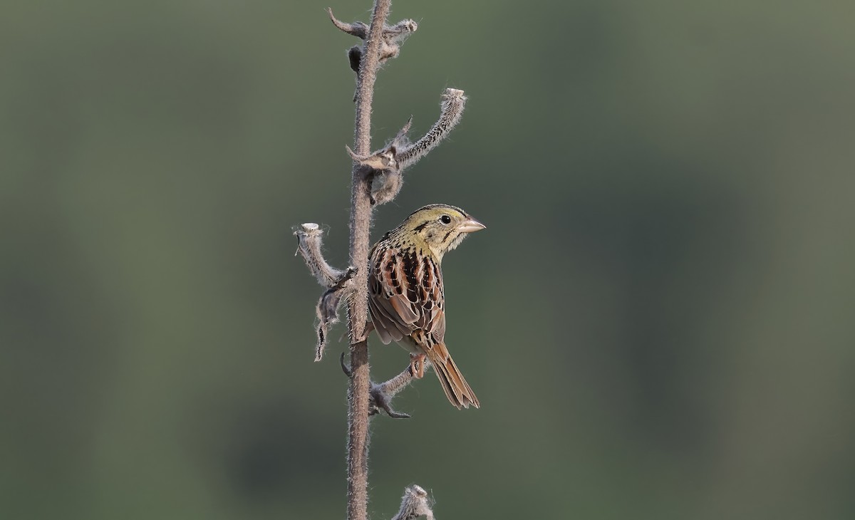 Henslow's Sparrow - Anne Bielamowicz