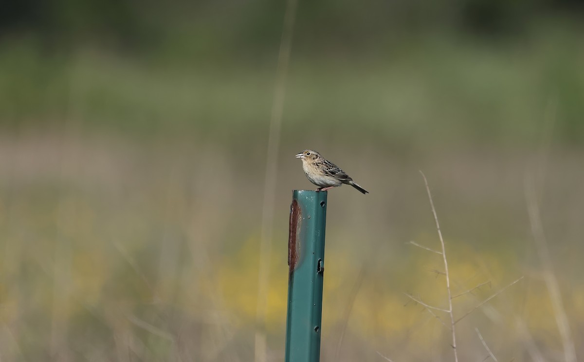 Grasshopper Sparrow - Anne Bielamowicz
