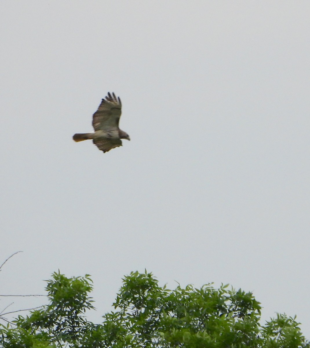 Red-tailed Hawk - Shirley Andrews