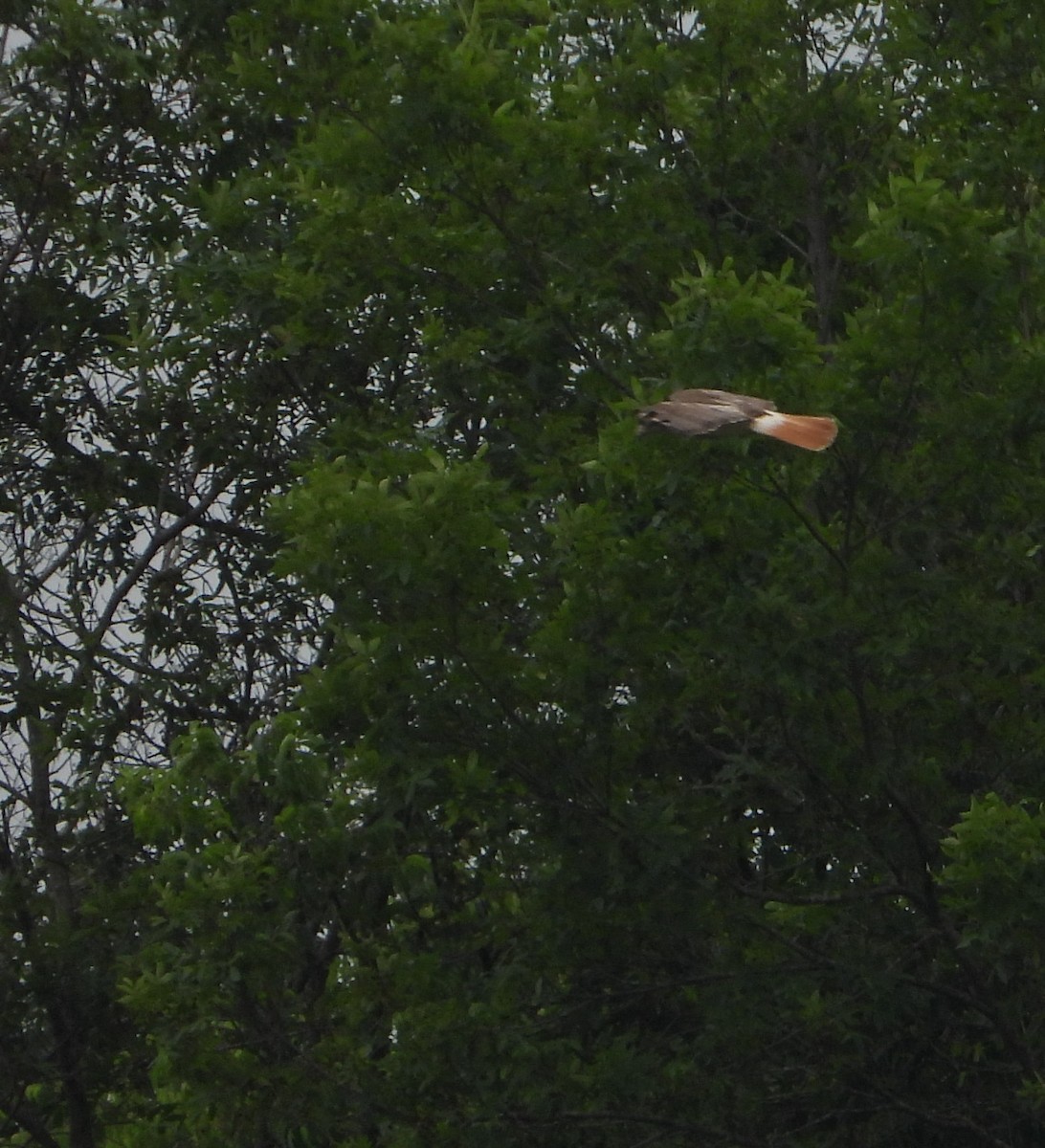 Red-tailed Hawk - Shirley Andrews