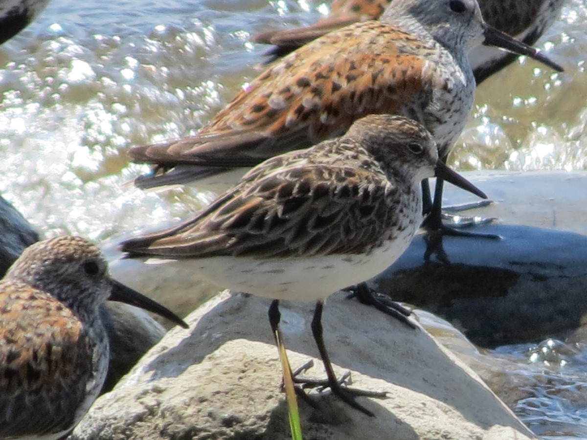 Semipalmated Sandpiper - Rodolphe Dubois