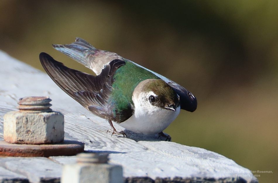 Violet-green Swallow - ML619497702