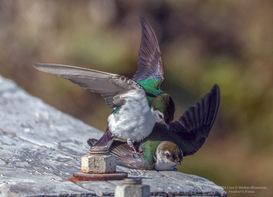 Violet-green Swallow - Lisa Walker-Roseman