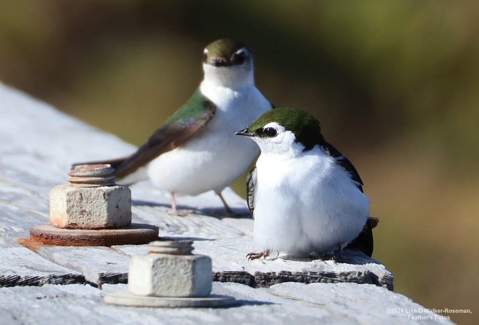 Violet-green Swallow - Lisa Walker-Roseman