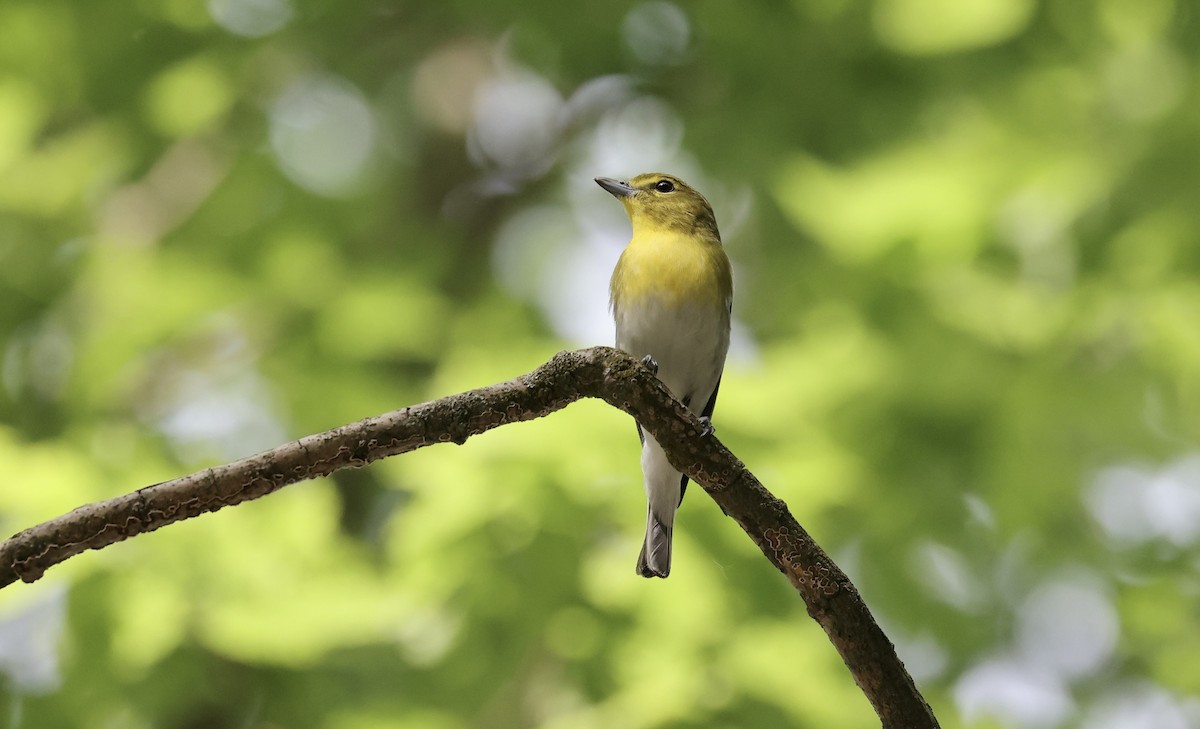 Yellow-throated Vireo - Anne Bielamowicz