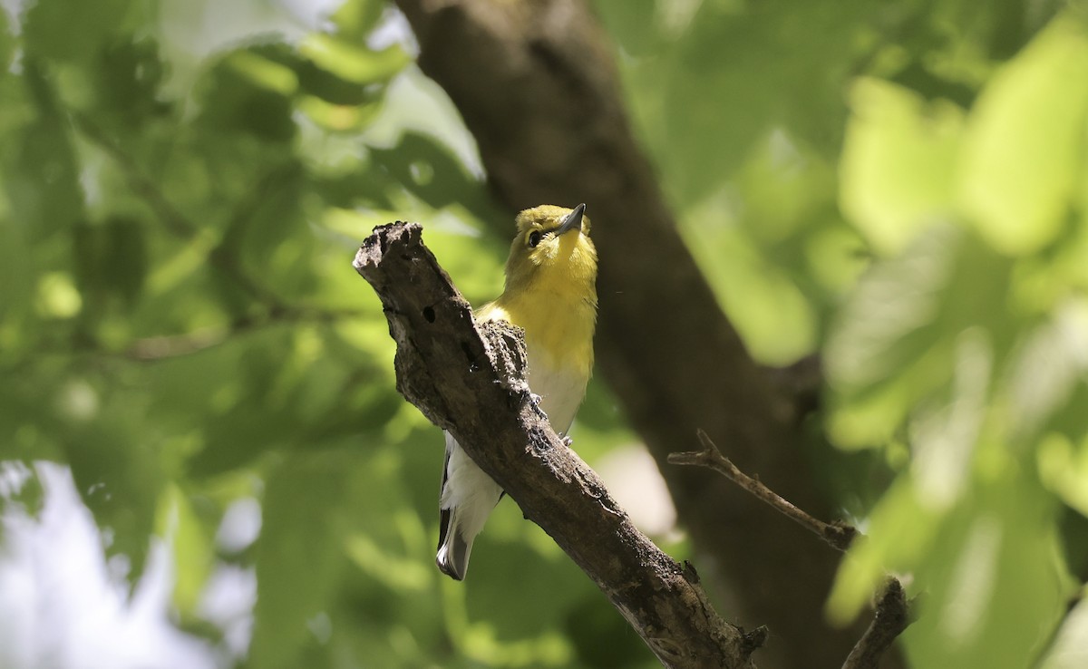 Yellow-throated Vireo - Anne Bielamowicz