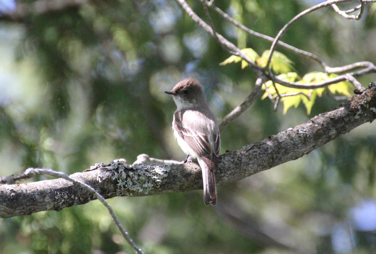 Eastern Phoebe - Bob Tulloch