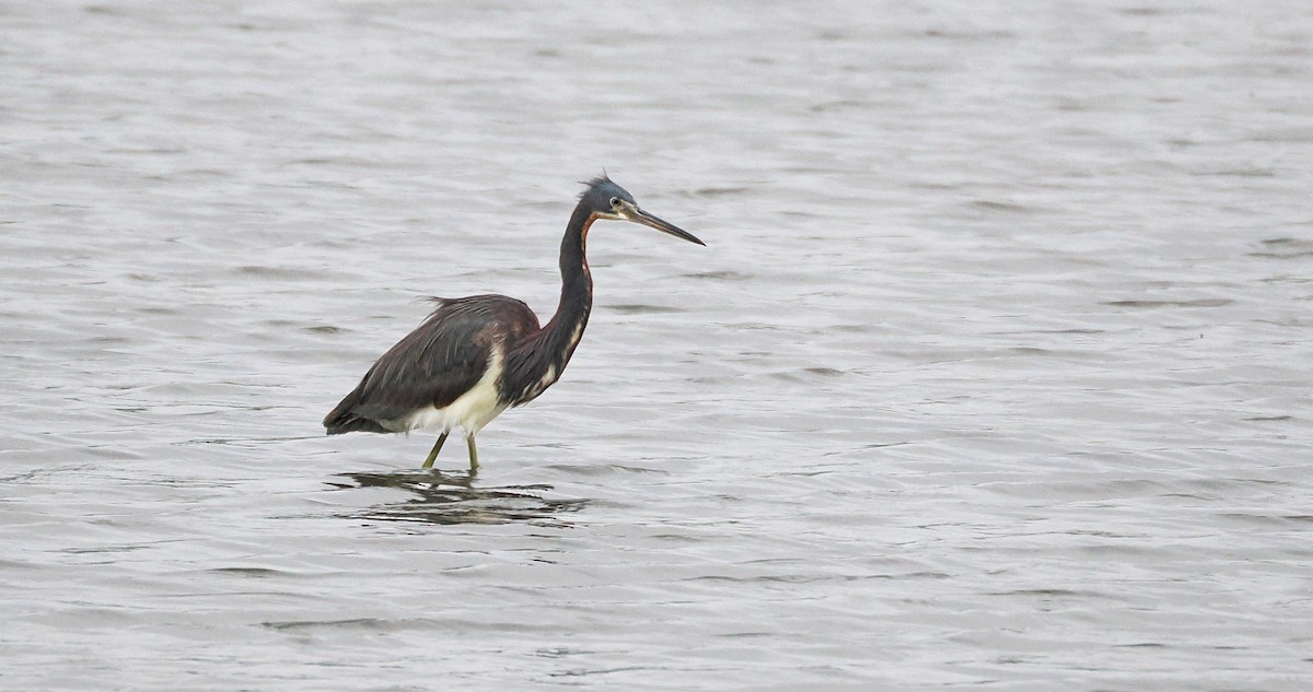 Tricolored Heron - Bill Rankin