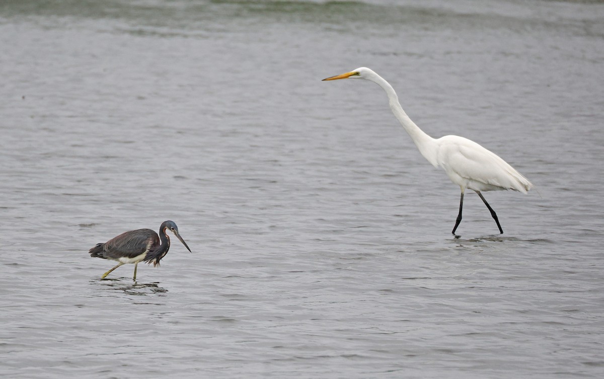 Tricolored Heron - Bill Rankin