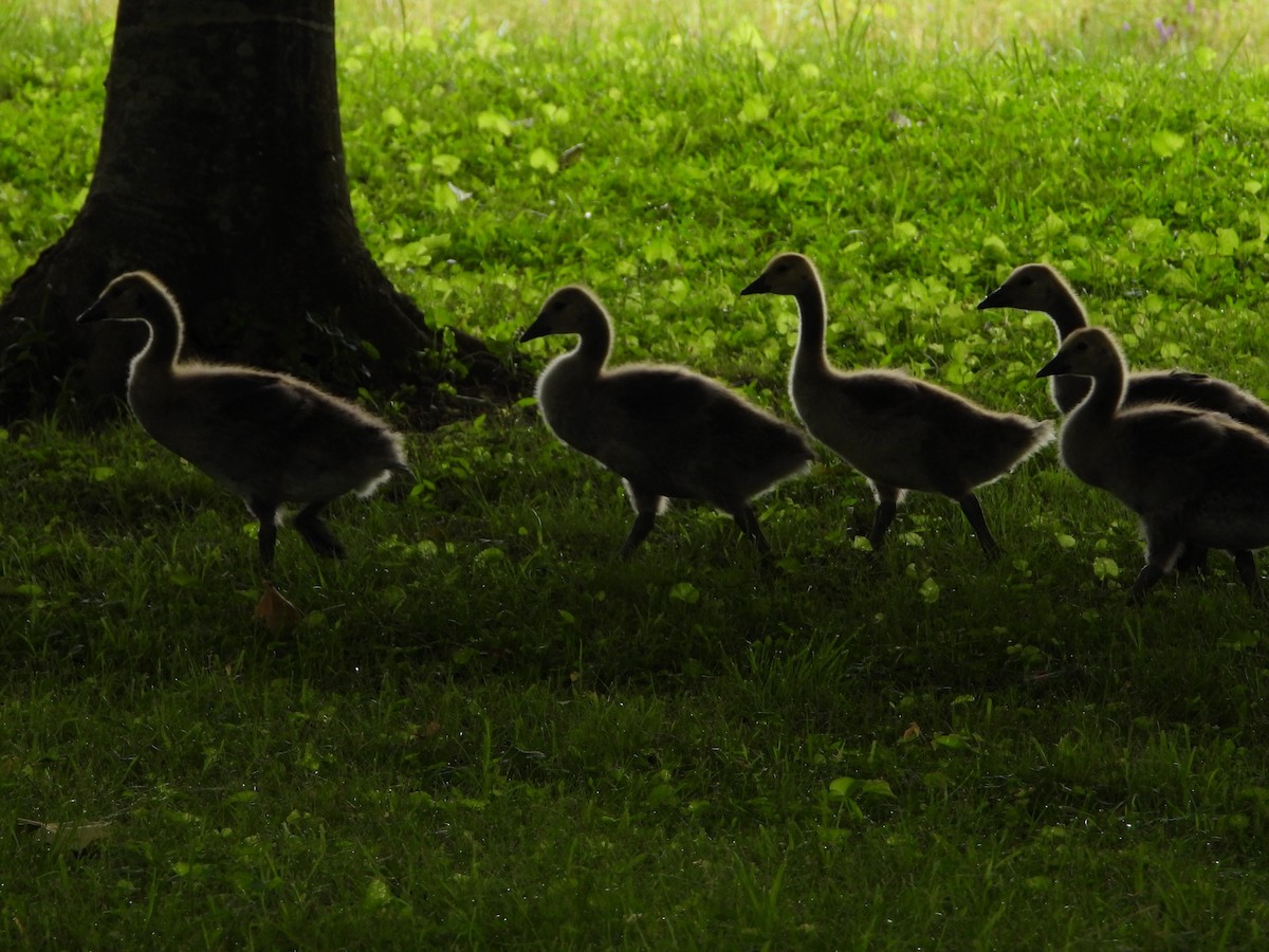 Canada Goose - Shirley Andrews