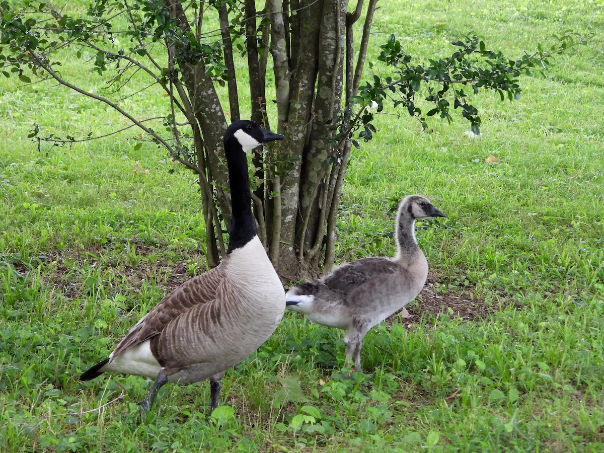 Canada Goose - Shirley Andrews