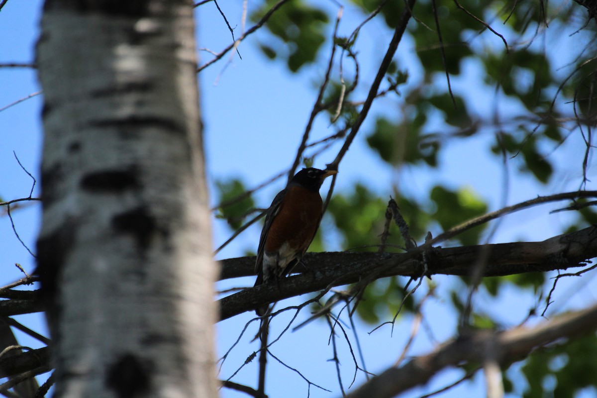 American Robin - Bob Tulloch