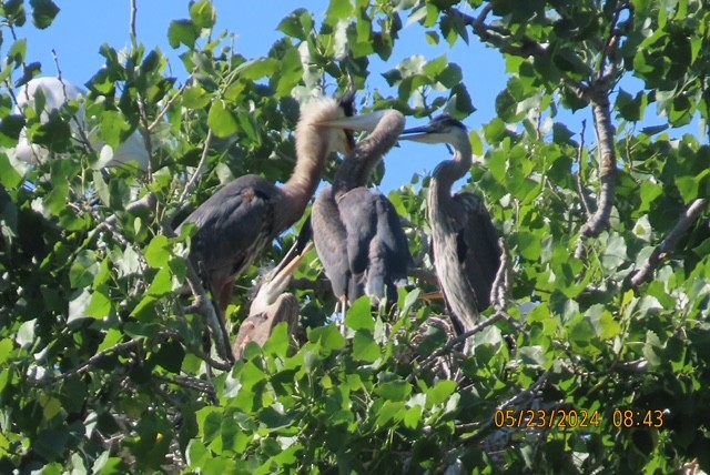 Great Blue Heron - Jim Rowoth