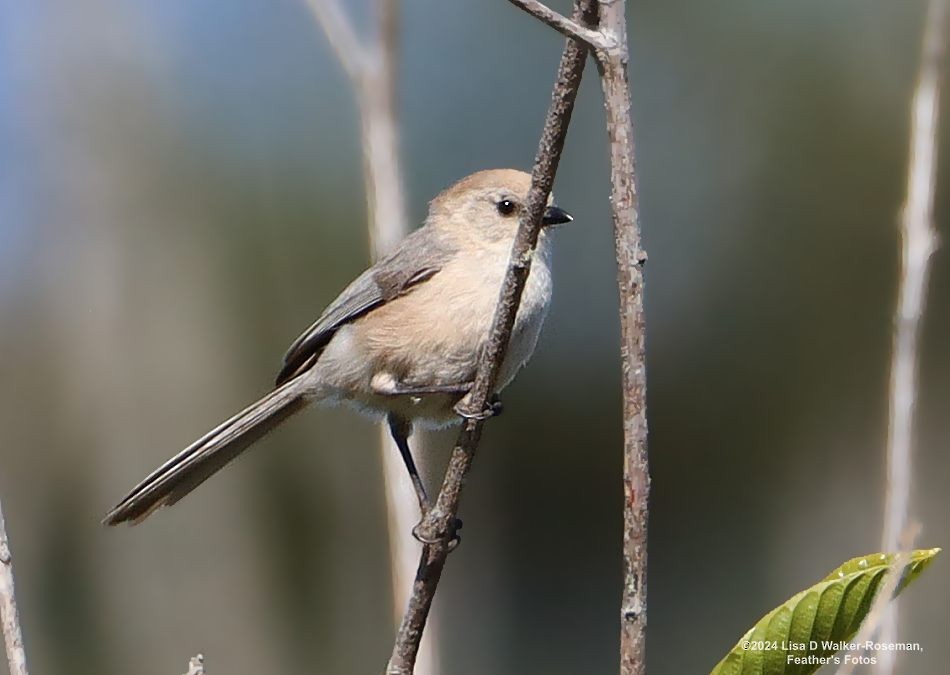 Bushtit - Lisa Walker-Roseman