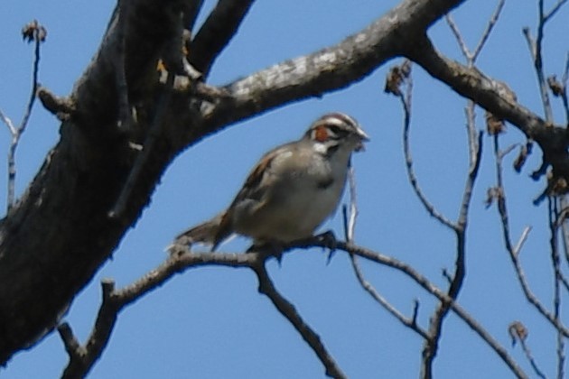 Lark Sparrow - Carmen Ricer