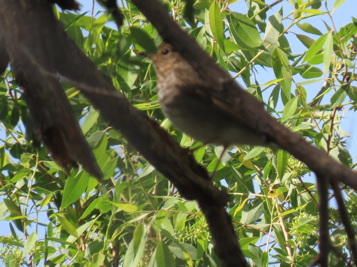 Swainson's Thrush - Katherine Holland