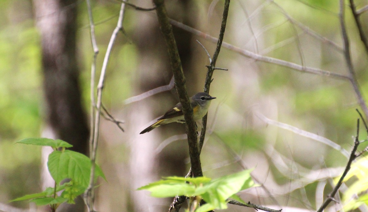 American Redstart - Bob Tulloch