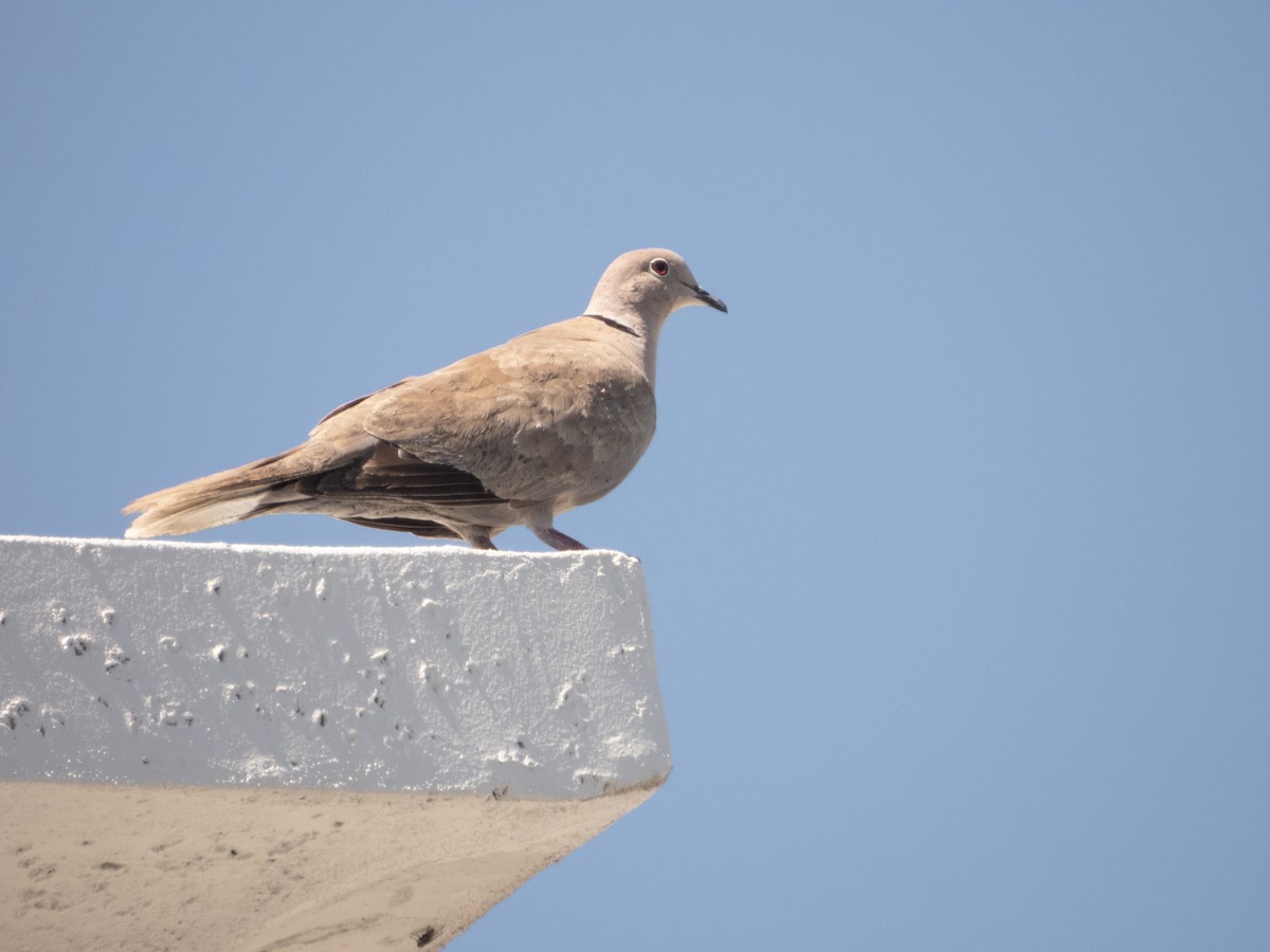 Eurasian Collared-Dove - Mark Penkower