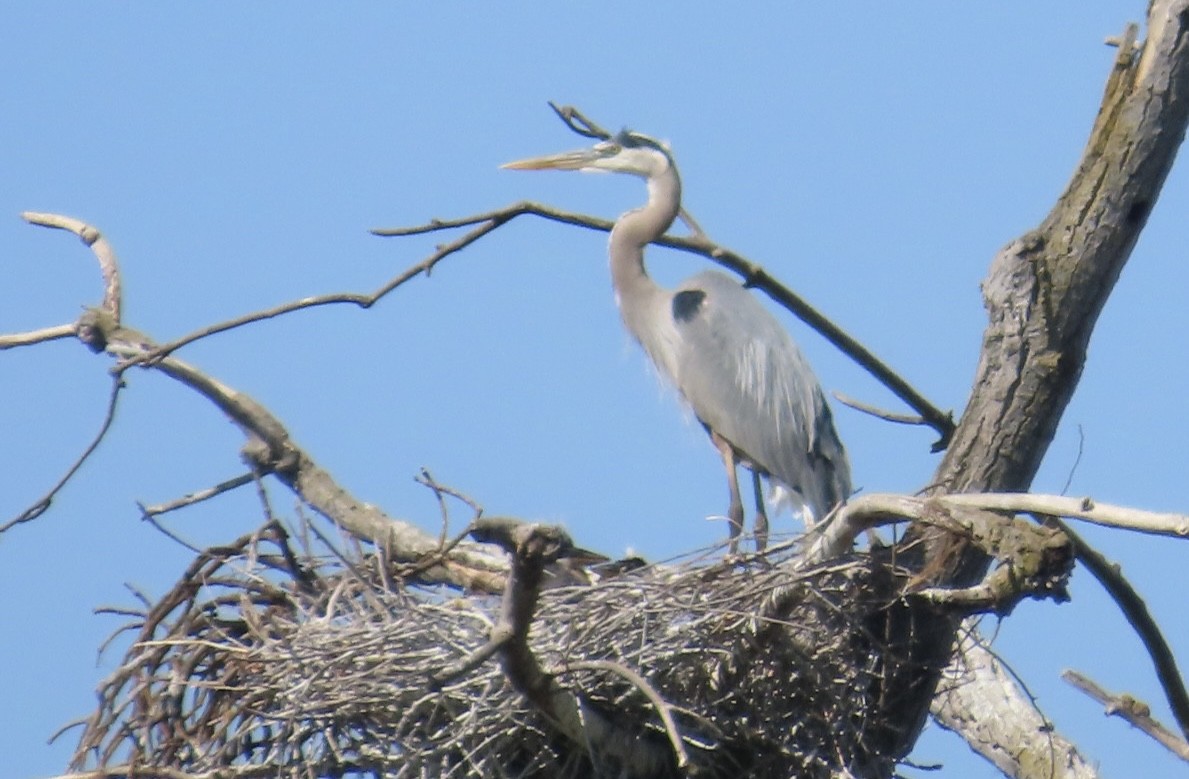 Great Blue Heron - Jim Rowoth