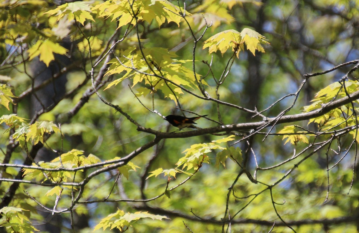 American Redstart - Bob Tulloch