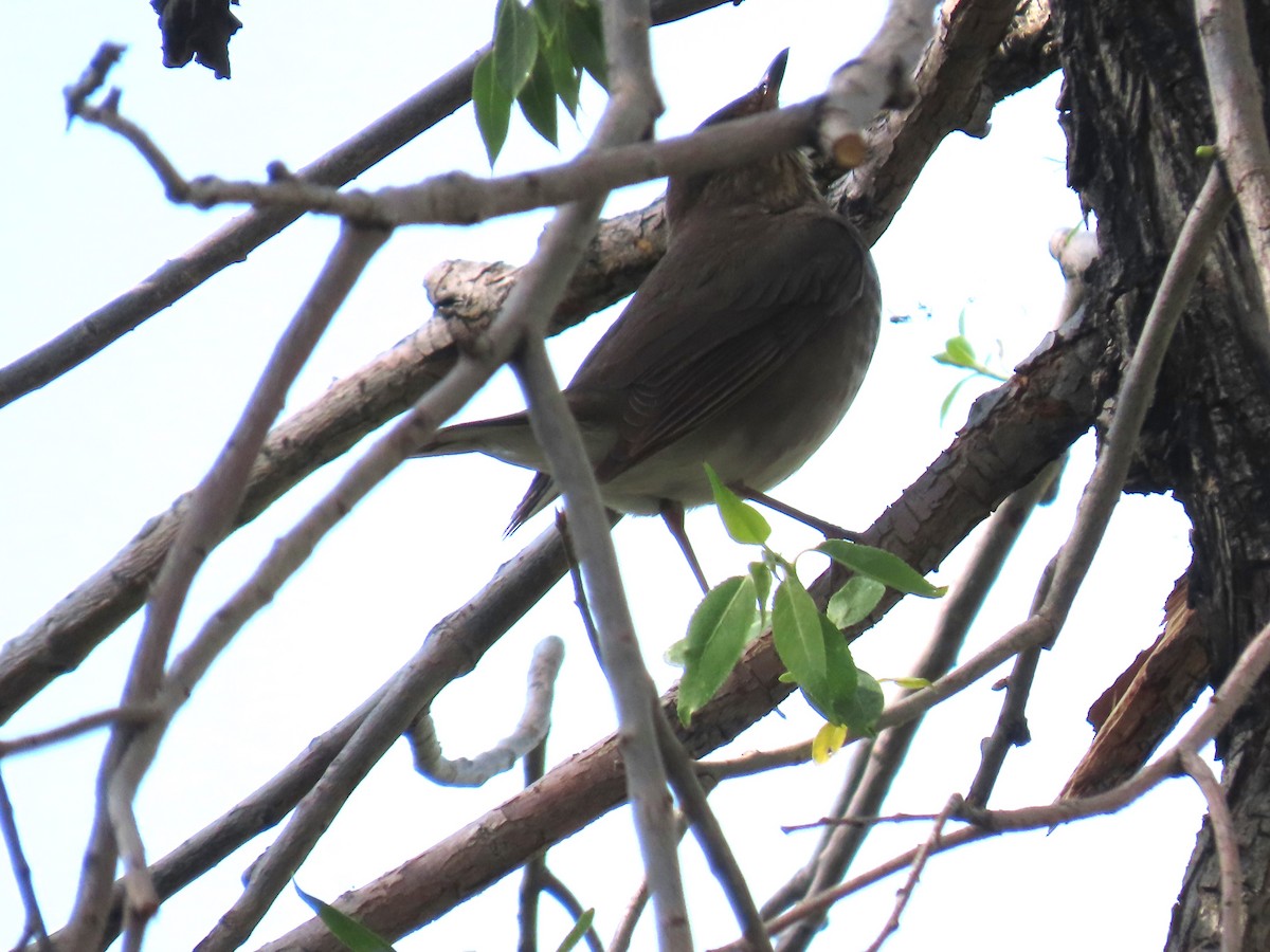 Swainson's Thrush - Katherine Holland