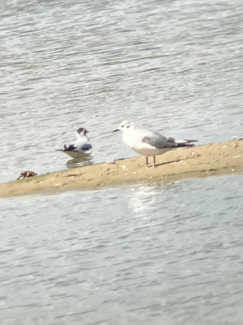 Little Gull - ML619497751