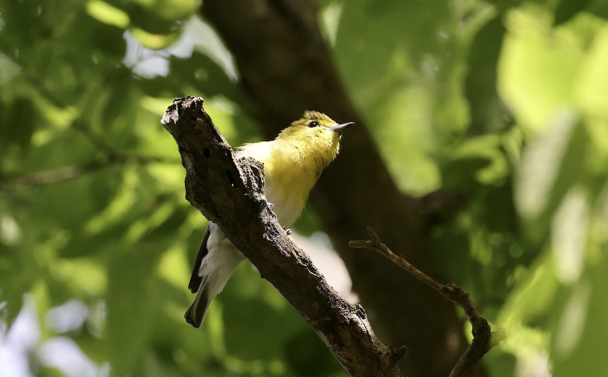 Yellow-throated Vireo - Anne Bielamowicz