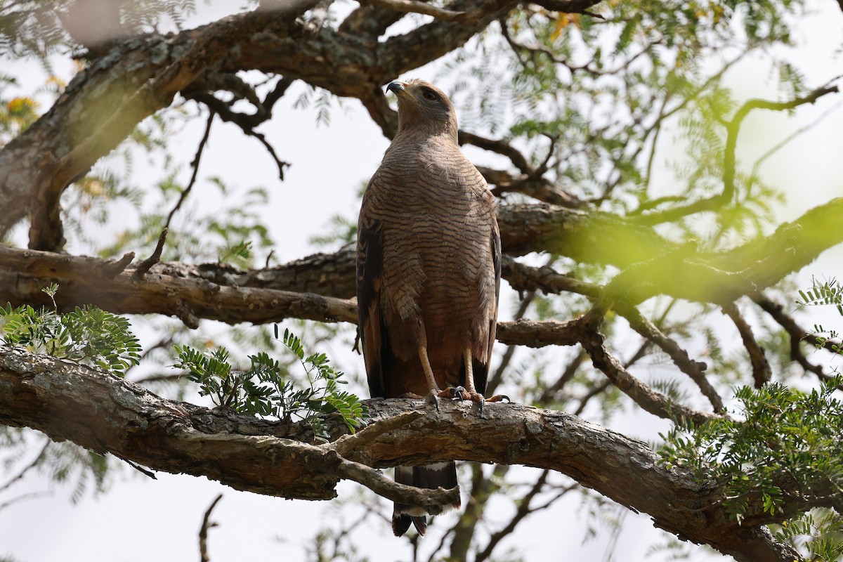 Savanna Hawk - Hubert Stelmach