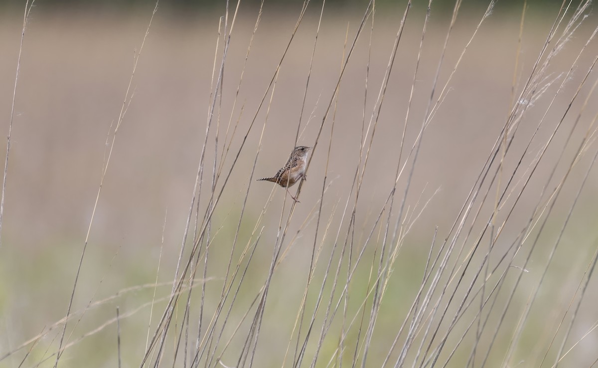 Sedge Wren - Anne Bielamowicz