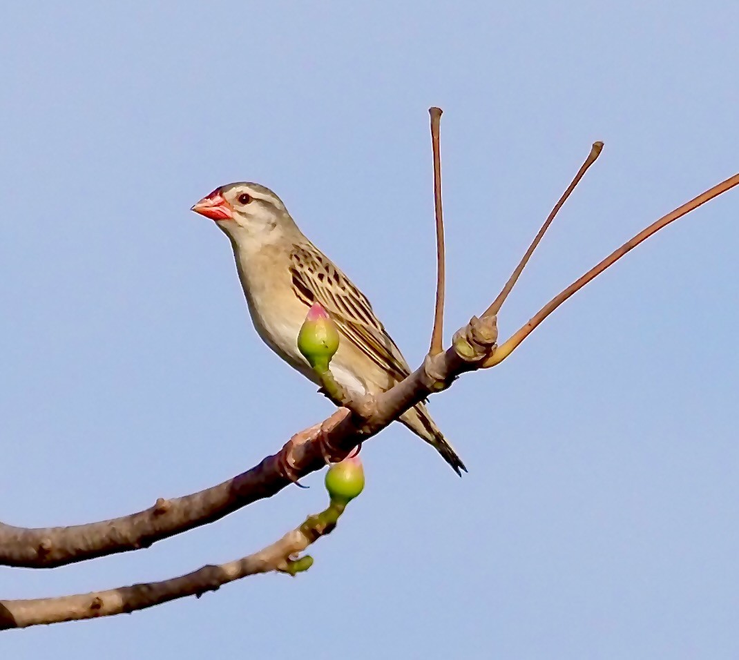 Red-billed Quelea - Tony Conway
