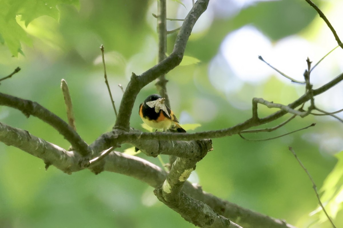 American Redstart - Anne Bielamowicz