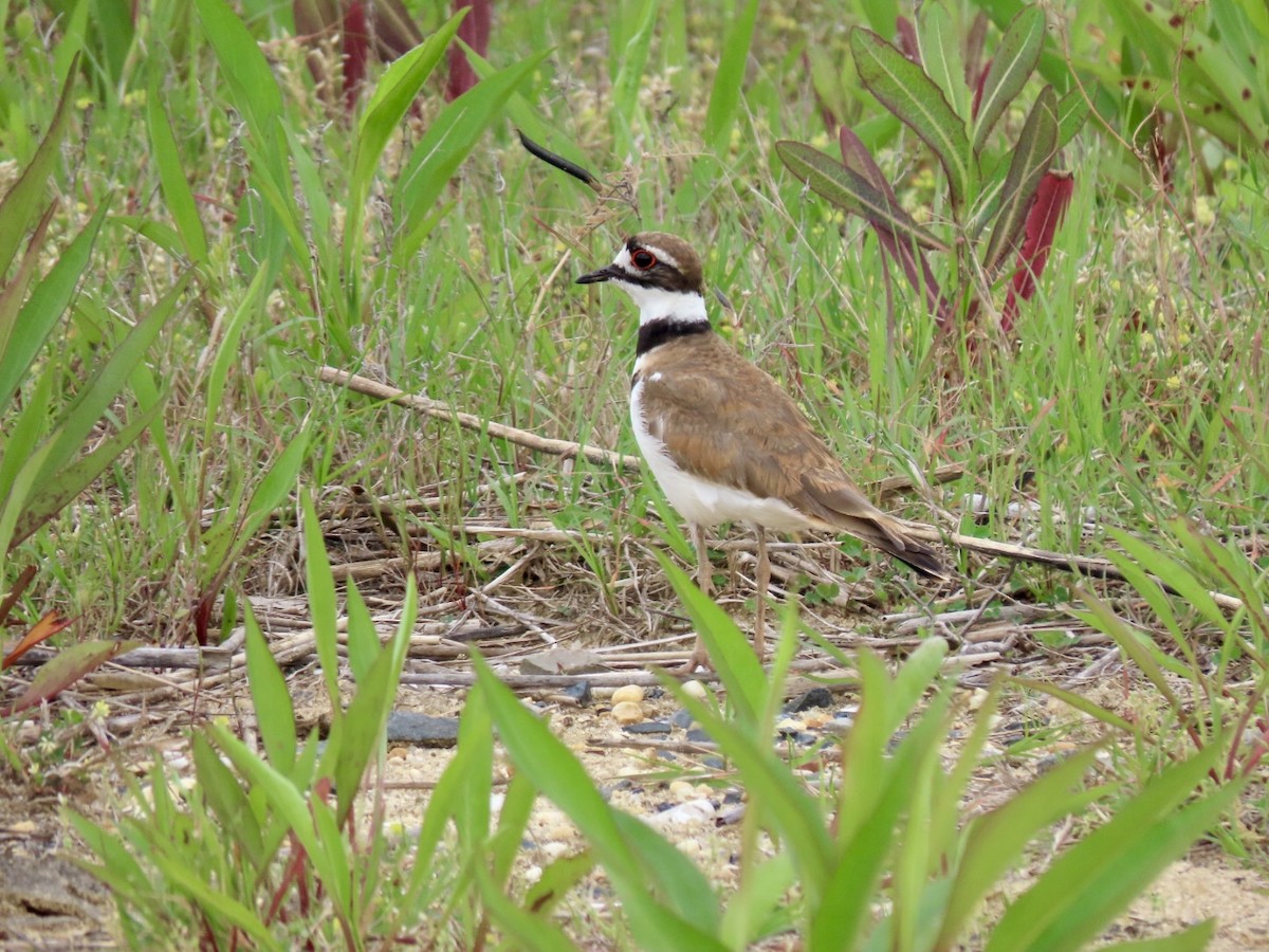 Killdeer - ML619497786