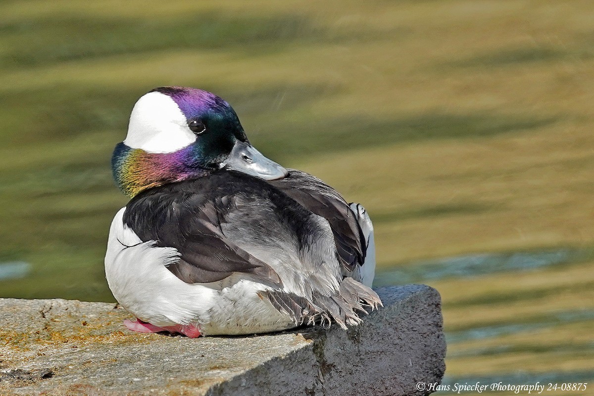 Bufflehead - ML619497790