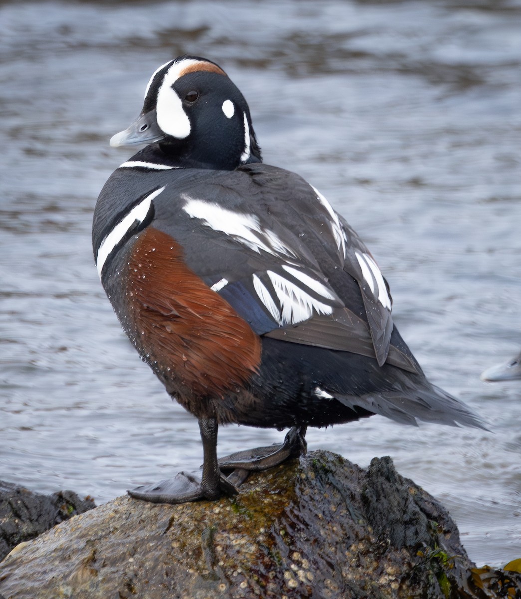 Harlequin Duck - Greg Schrader