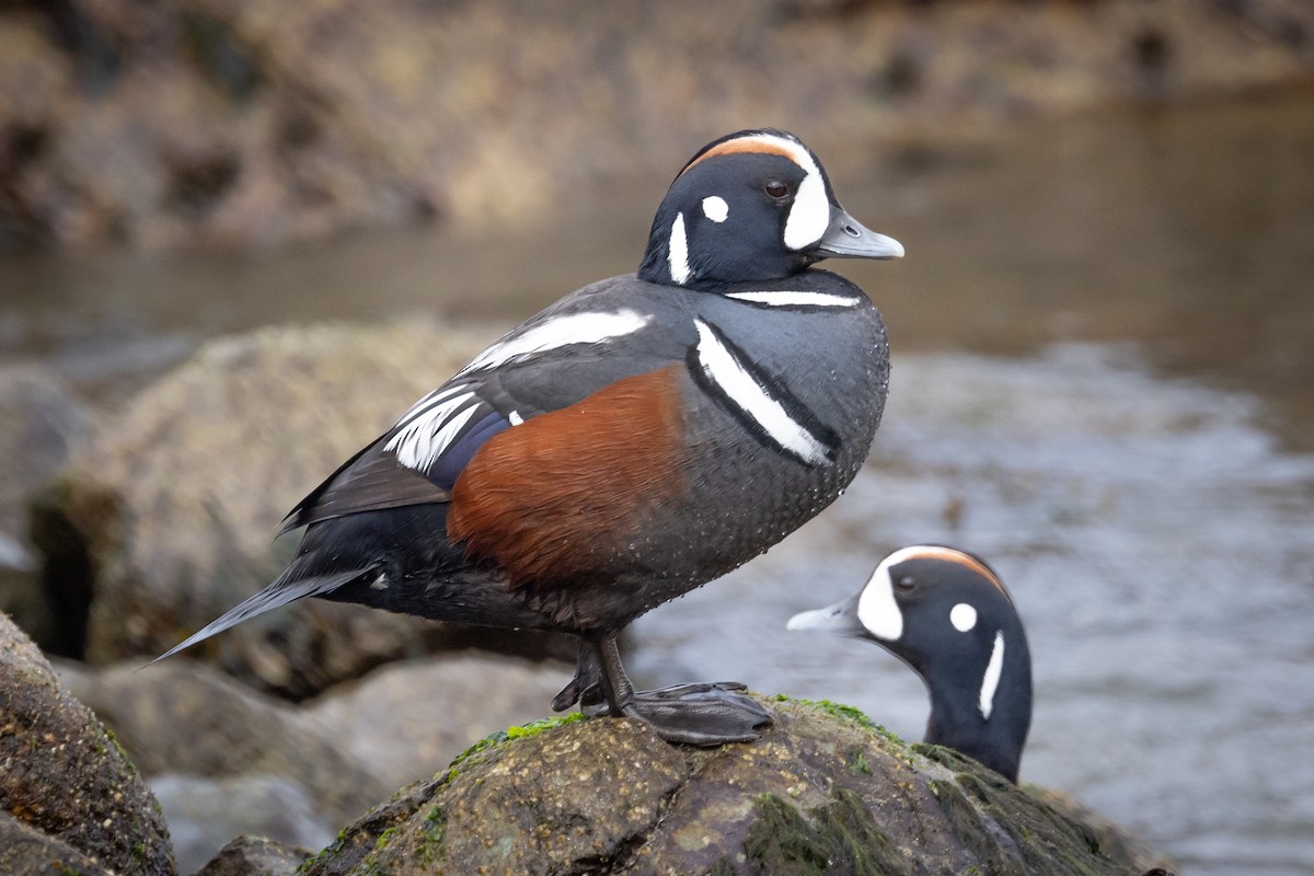 Harlequin Duck - Greg Schrader