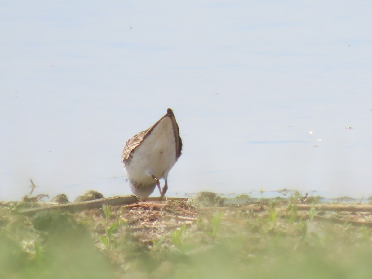 White-rumped Sandpiper - ML619497805