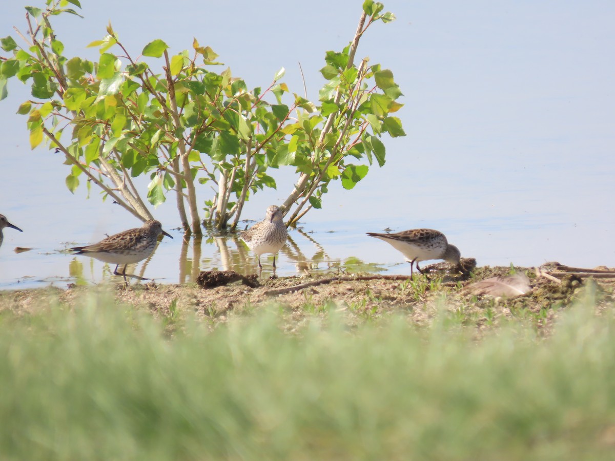 White-rumped Sandpiper - ML619497809