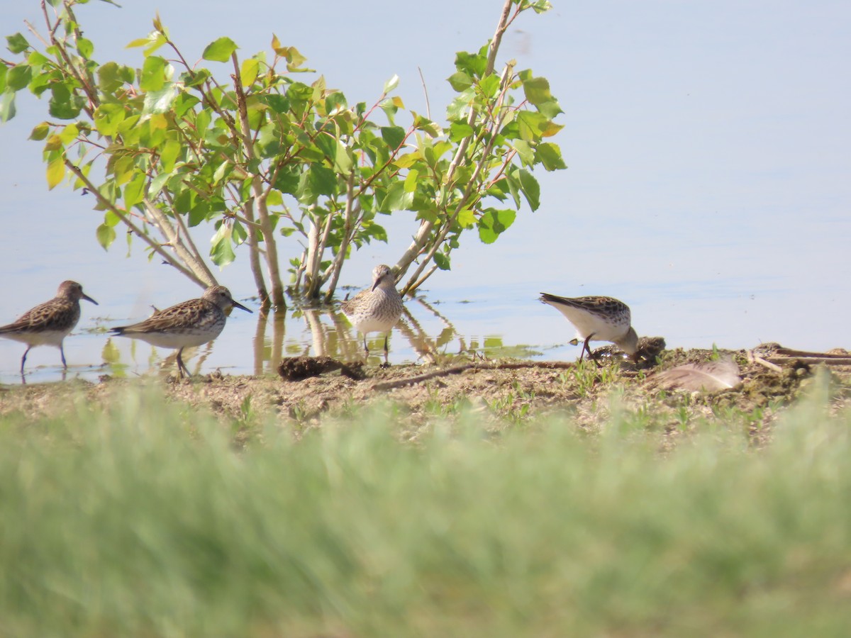 White-rumped Sandpiper - ML619497811