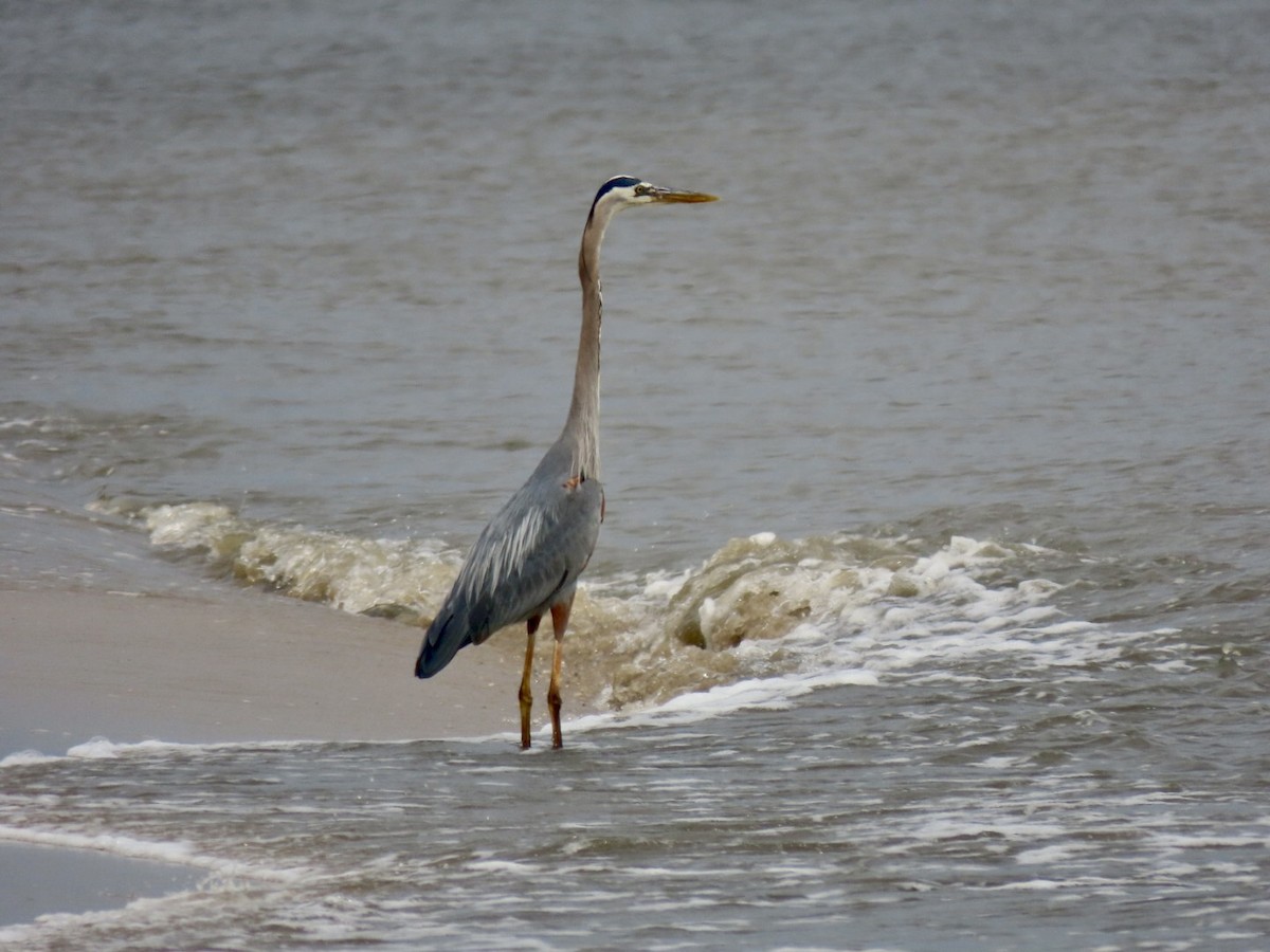 Great Blue Heron - Lindsay McNamara